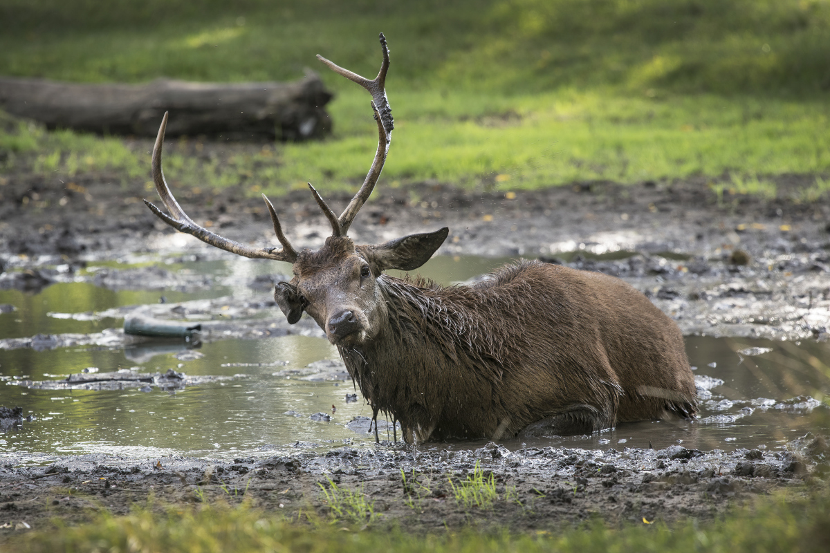 A red deer stag wallowing in mud