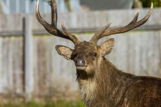 Rusa stag in urban area