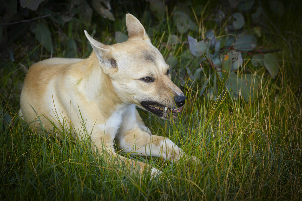 Wild dog in bush