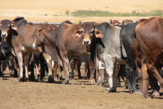 Cattle standing closely together in a yard