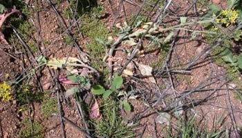 blackleg canola
