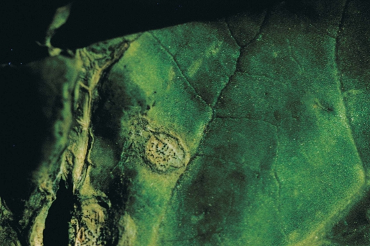 cauliflower blackleg
