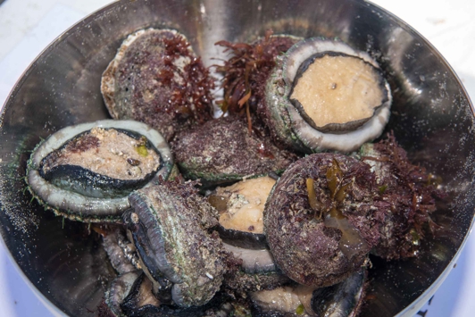 Fresh abalone in a bowl