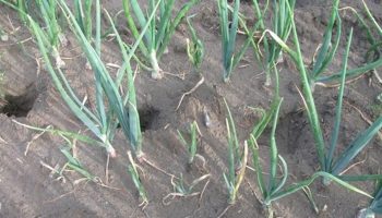 Lindsey du Toit, Washington State University, Bugwood.org 5496821 (Creative Commons)