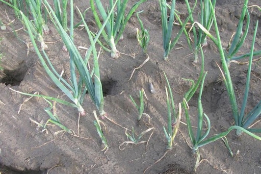 Lindsey du Toit, Washington State University, Bugwood.org 5496821 (Creative Commons)