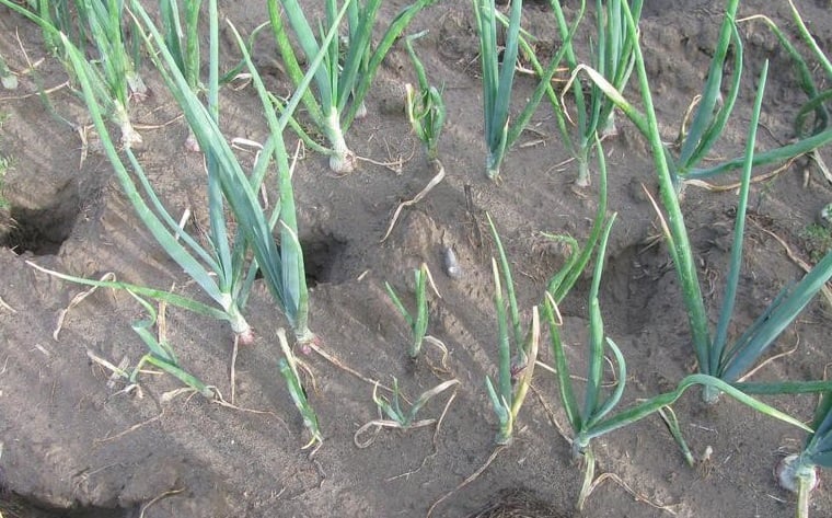 Lindsey du Toit, Washington State University, Bugwood.org 5496821 (Creative Commons)