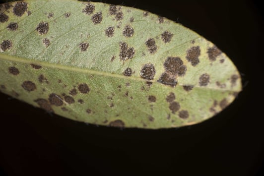 Red-brown spots on leaf