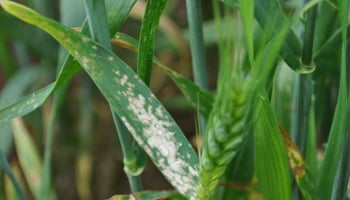 powdery mildew infection