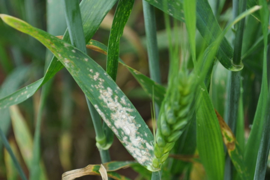 powdery mildew infection