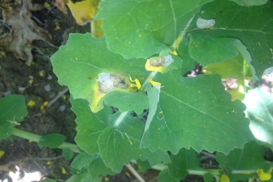 sclerotinia canola