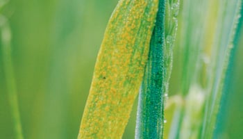 stripe rust barley