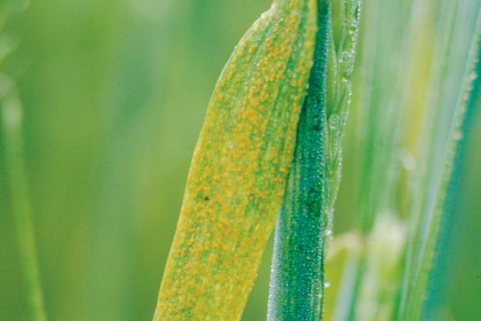 stripe rust barley