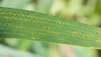 yellow leaf spot