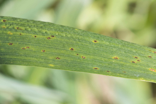 yellow leaf spot