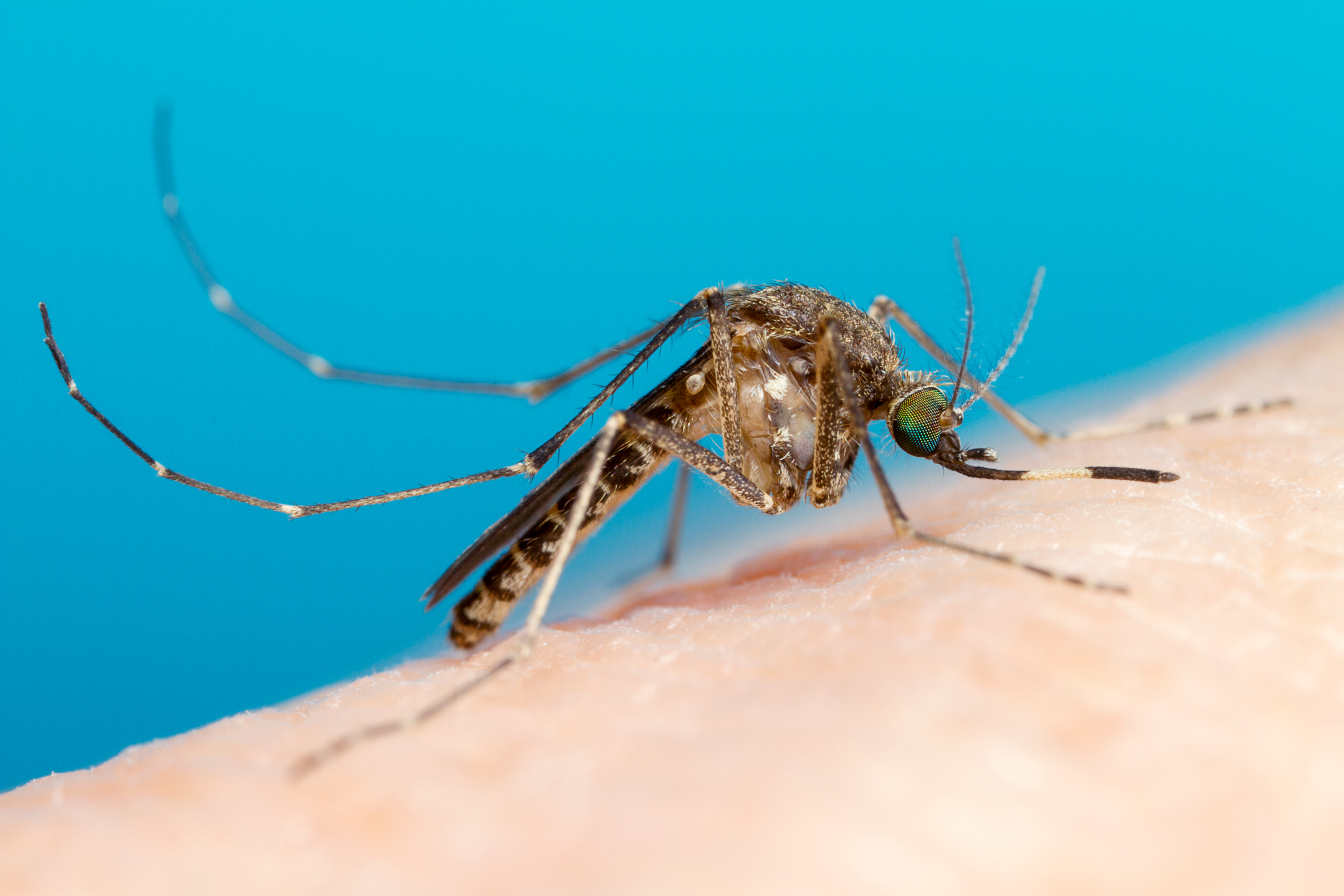 Close up of a common banded mosquito on human skin