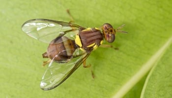 Qfly - Bactrocera sp dorsal