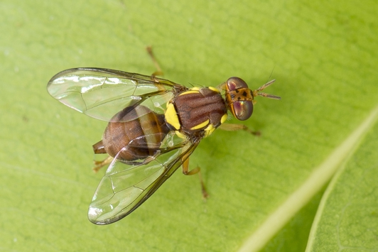 Qfly - Bactrocera sp dorsal