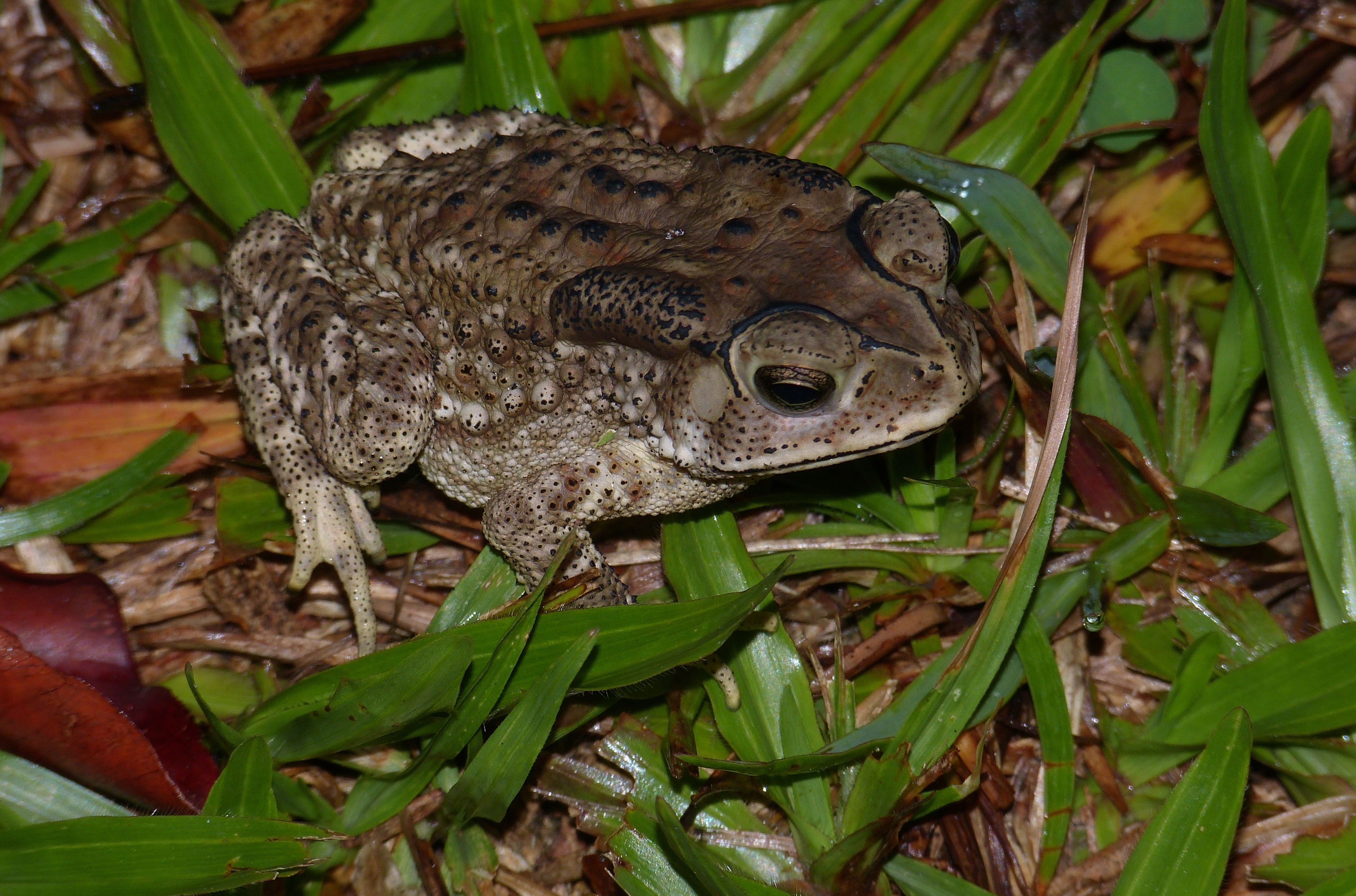 Toad in grass