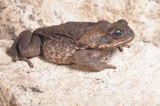 Cane toad on a rock