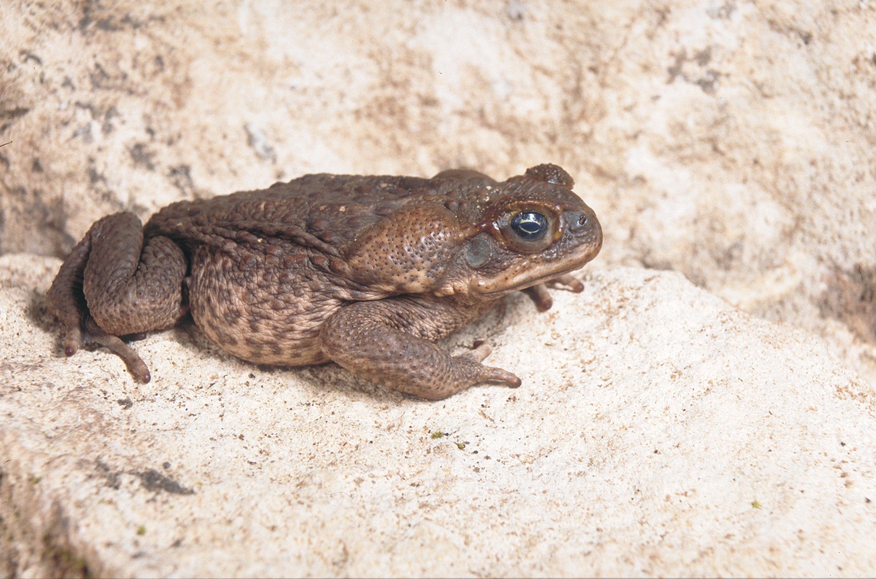 Cane toad on ground