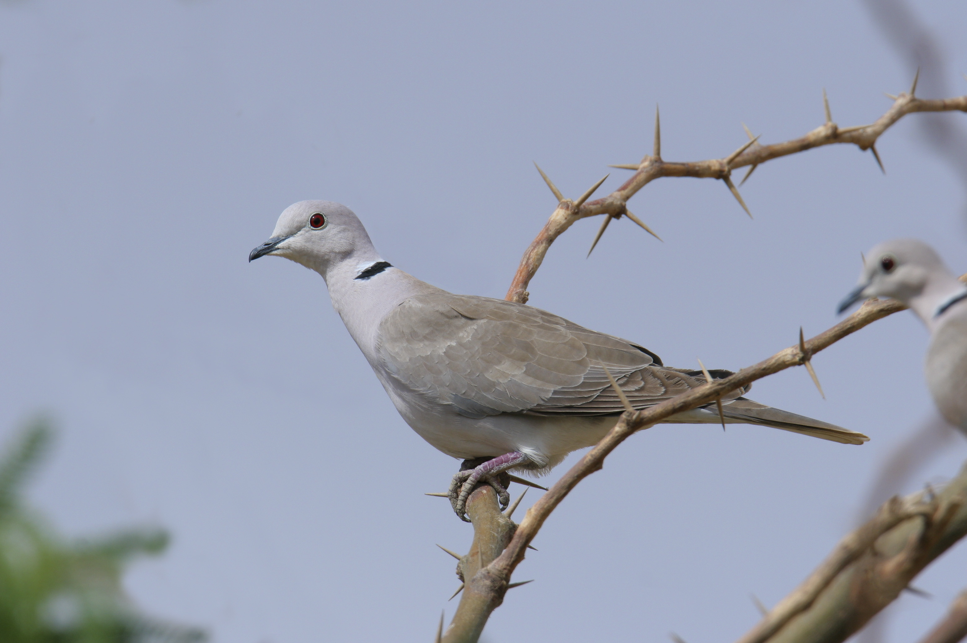 Barbary or African collared dove