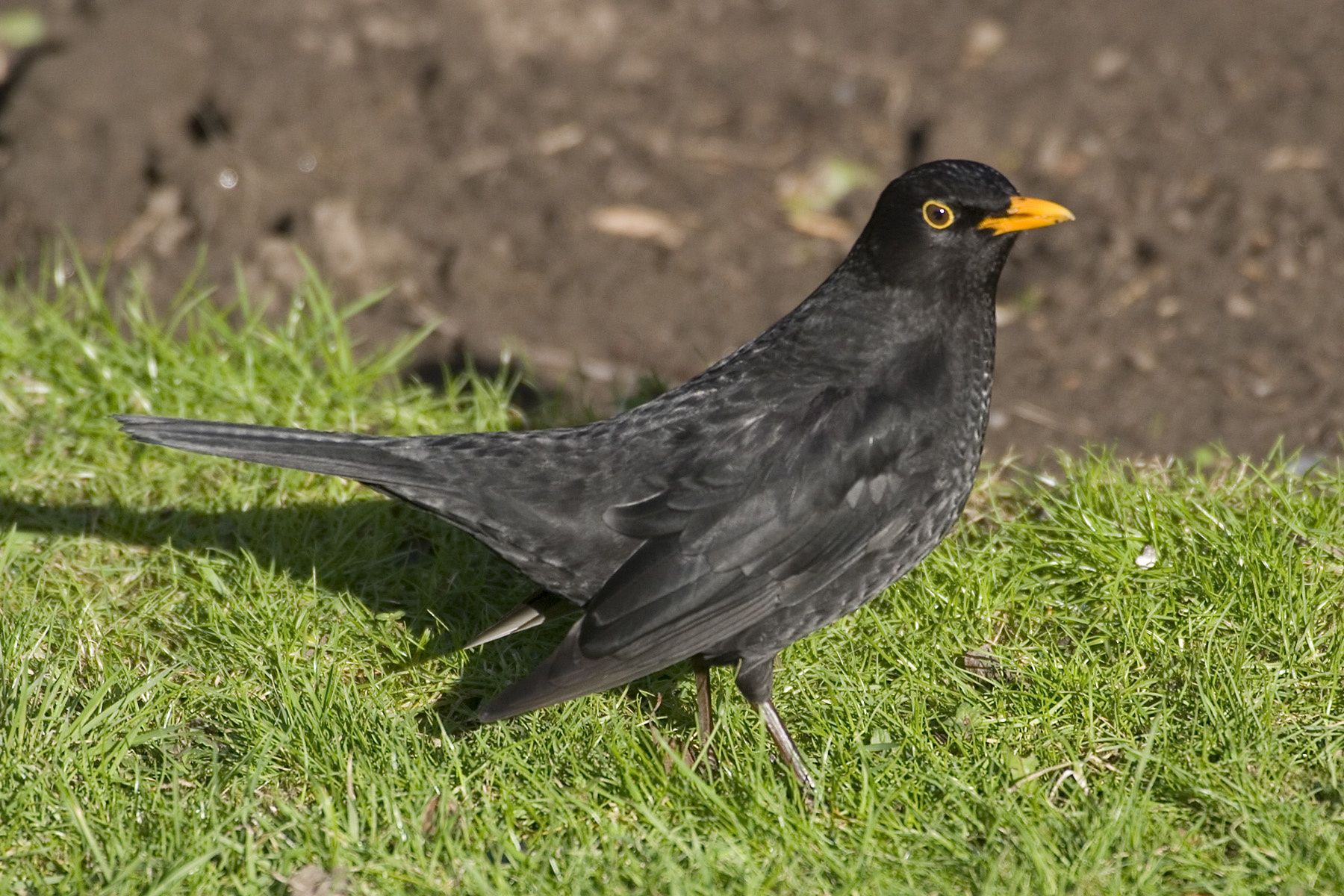 Blackbird on grass