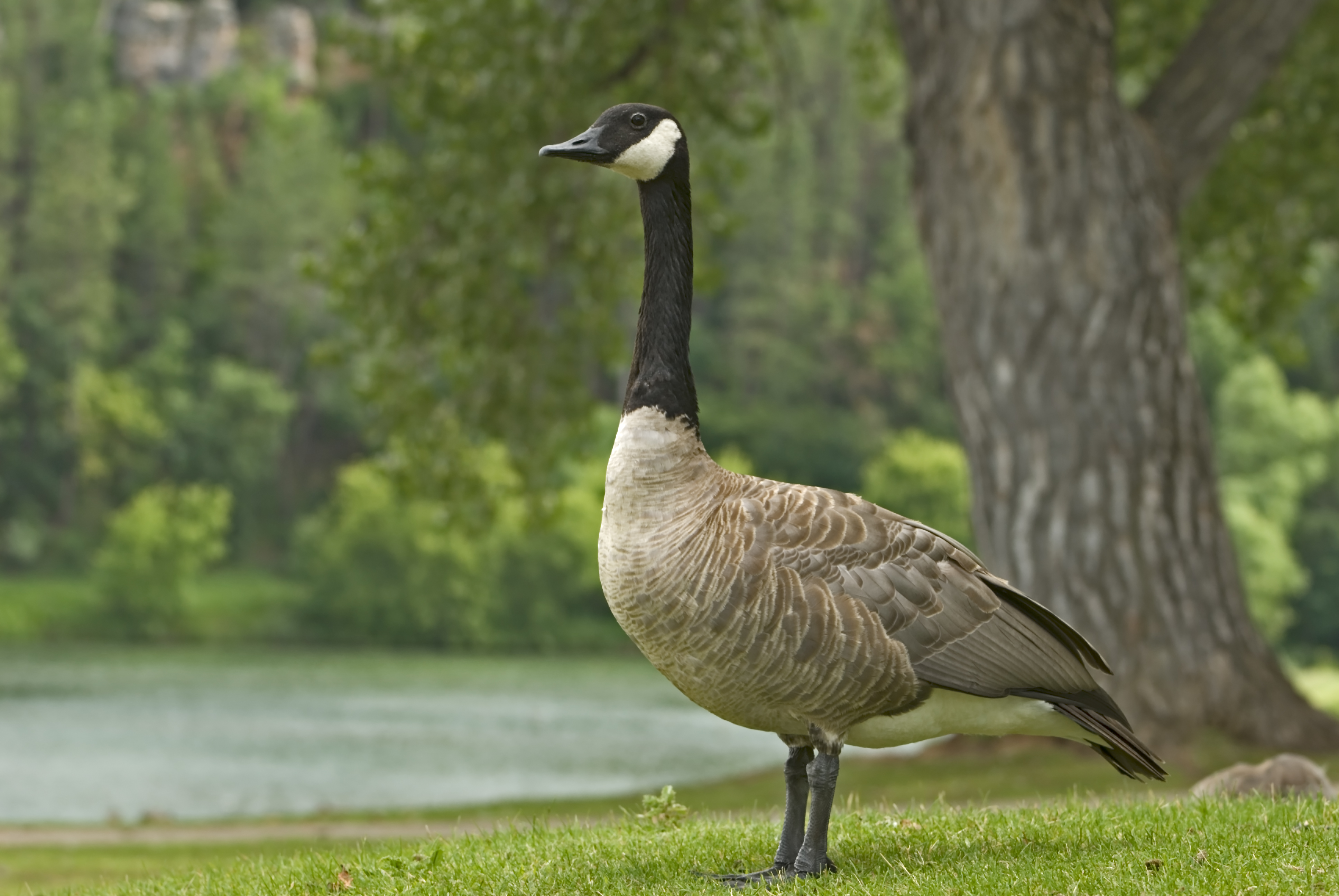 Canada goose in front of pond