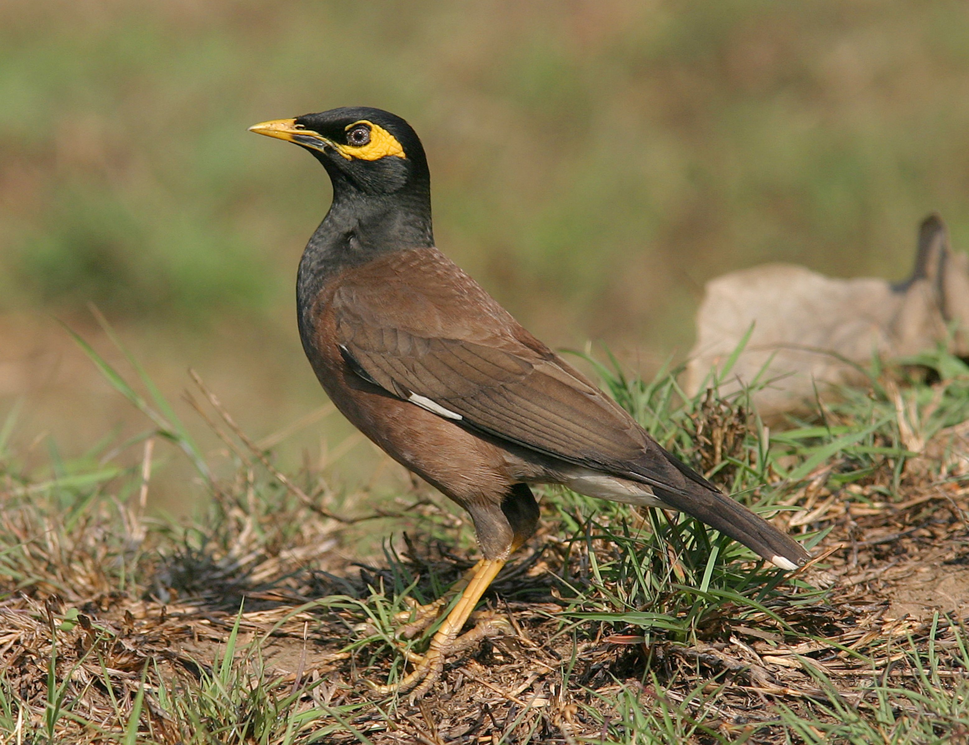 Common myna on ground
