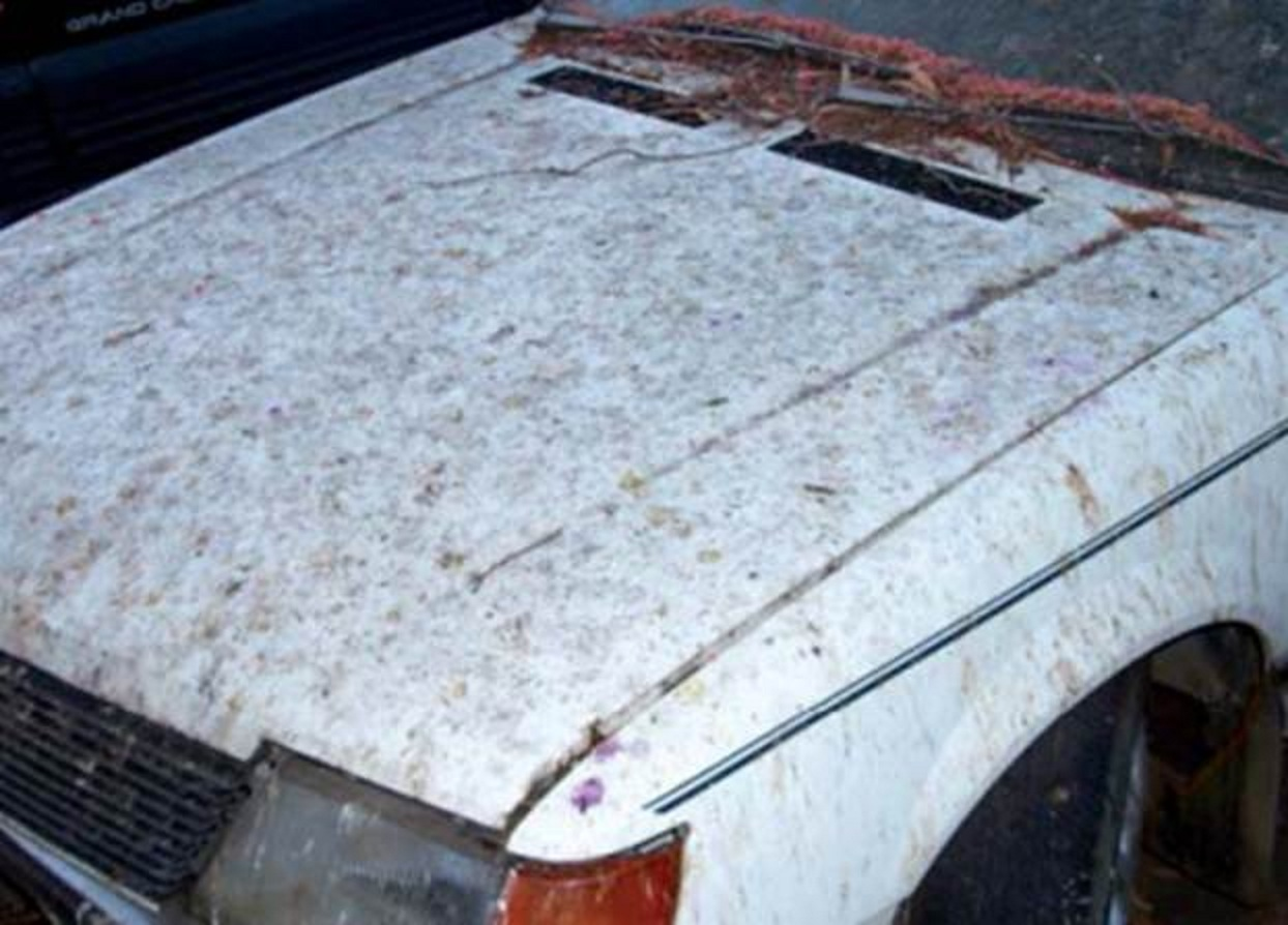 Damage to a vehicle caused by lorikeet droppings