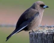 Dusky woodswallow perched on fence
