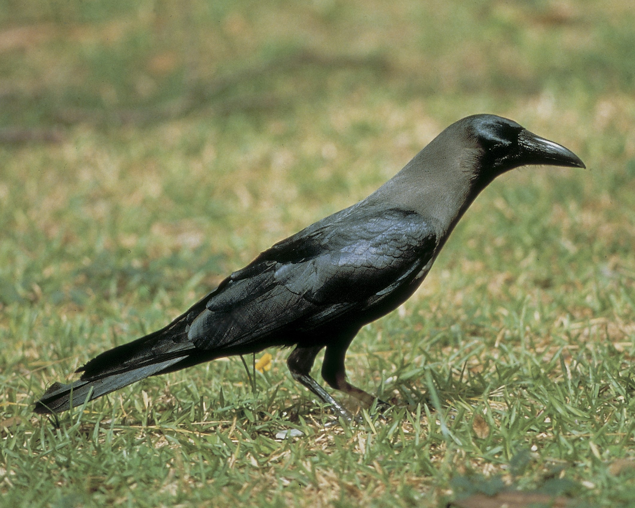 House crow on ground