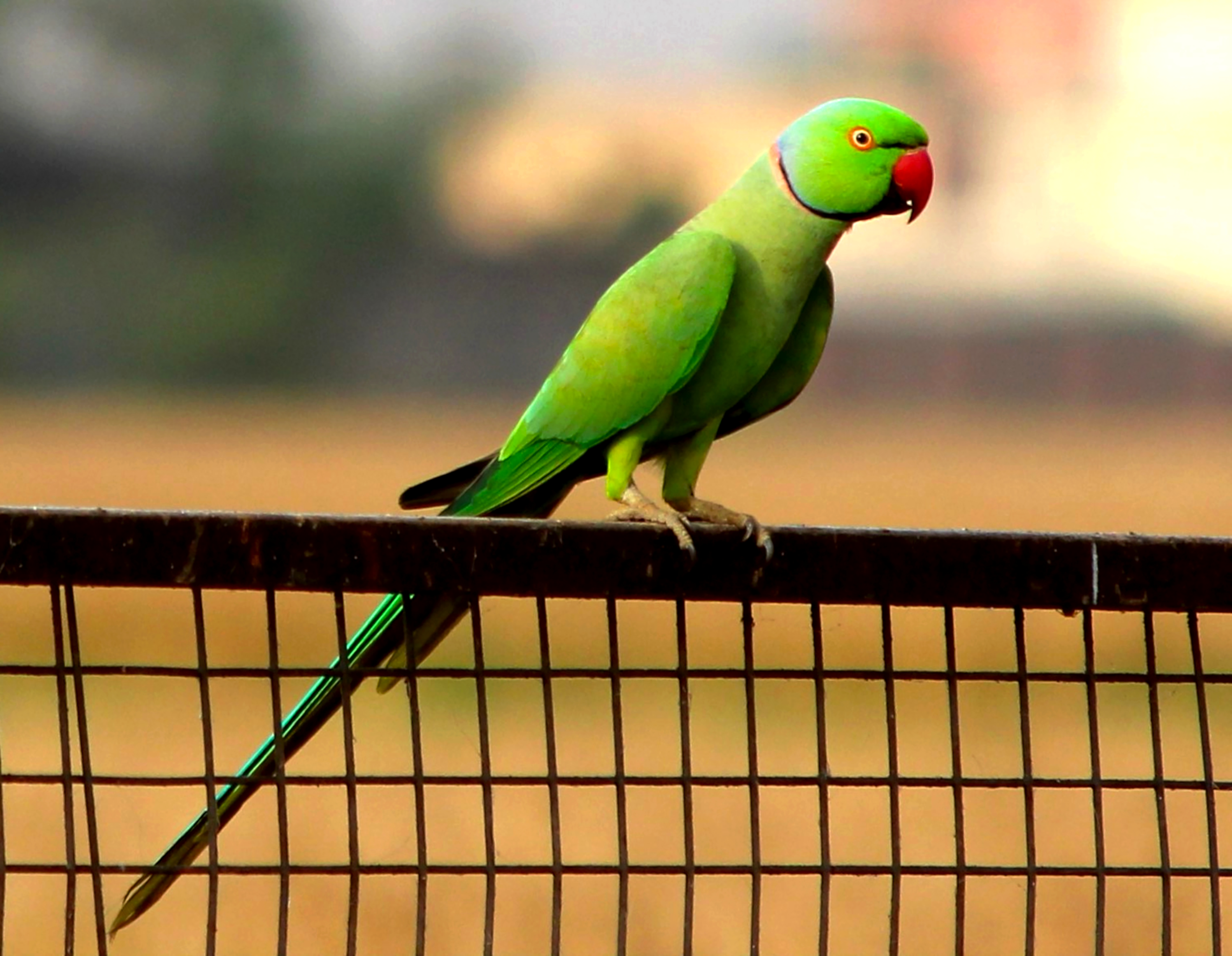 Indian ringneck parakeet on fence