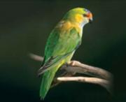 Colourful green and yellow bird