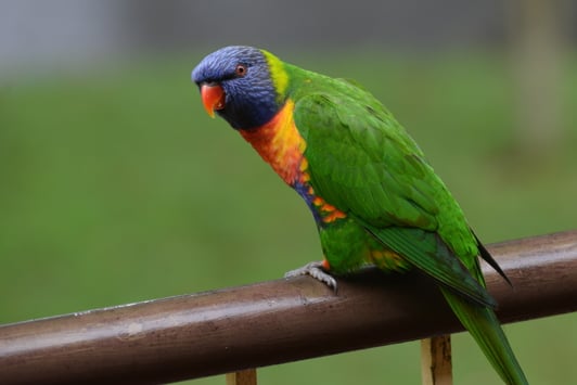 Rainbow lorikeet sitting on a rail