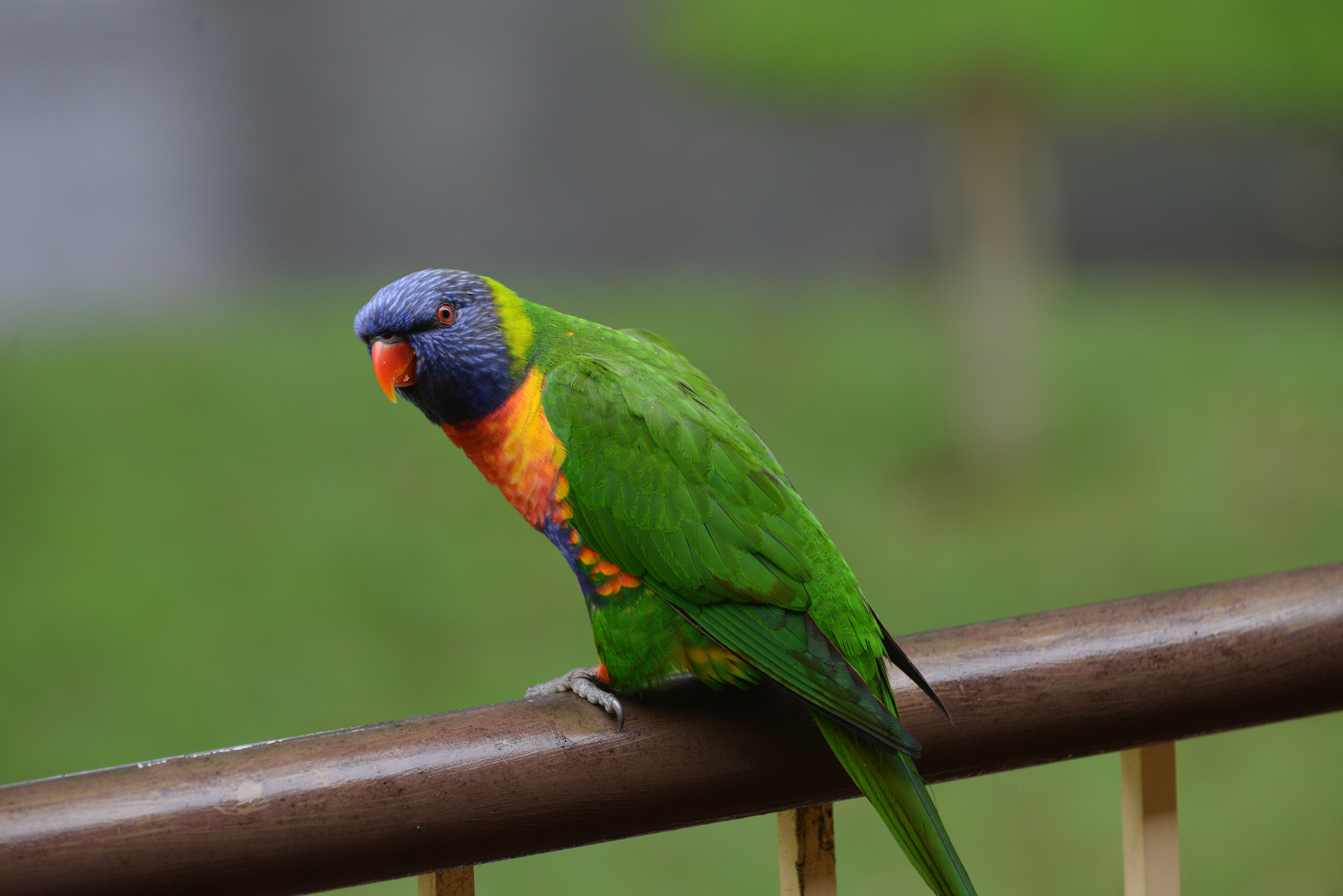 Rainbow lorikeet on rail