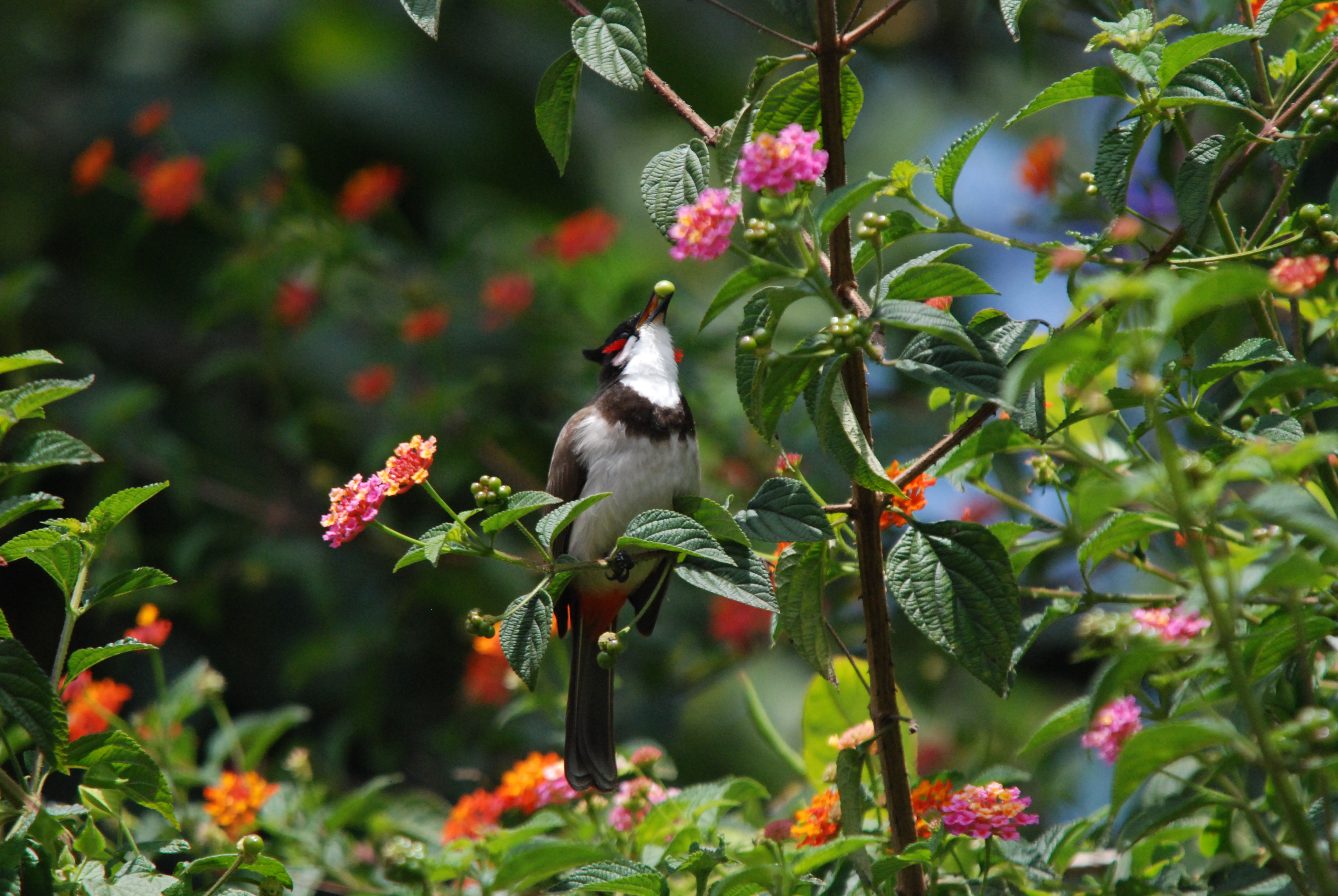 Bird in bush