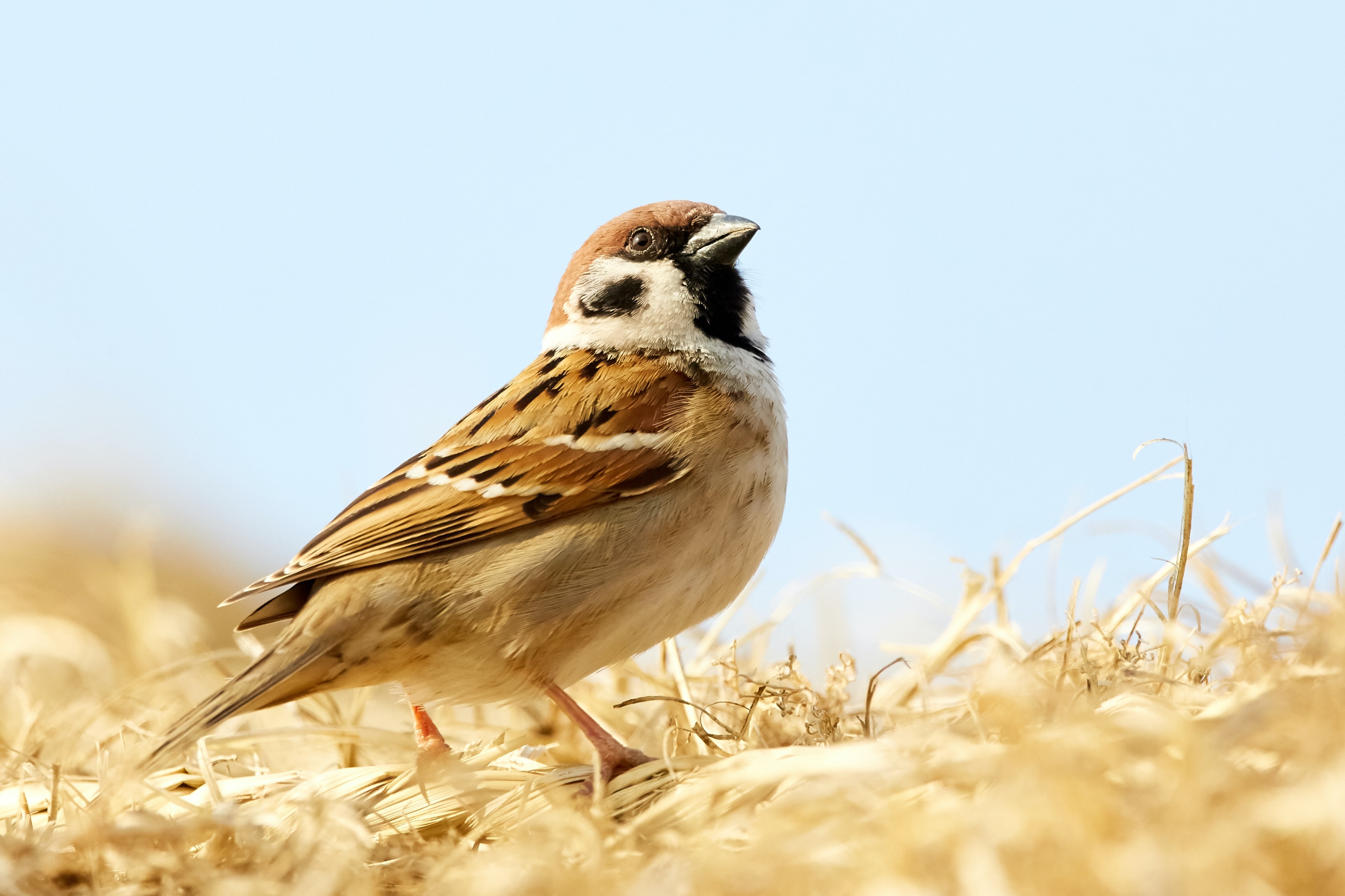 Sparrow in dry ground cover