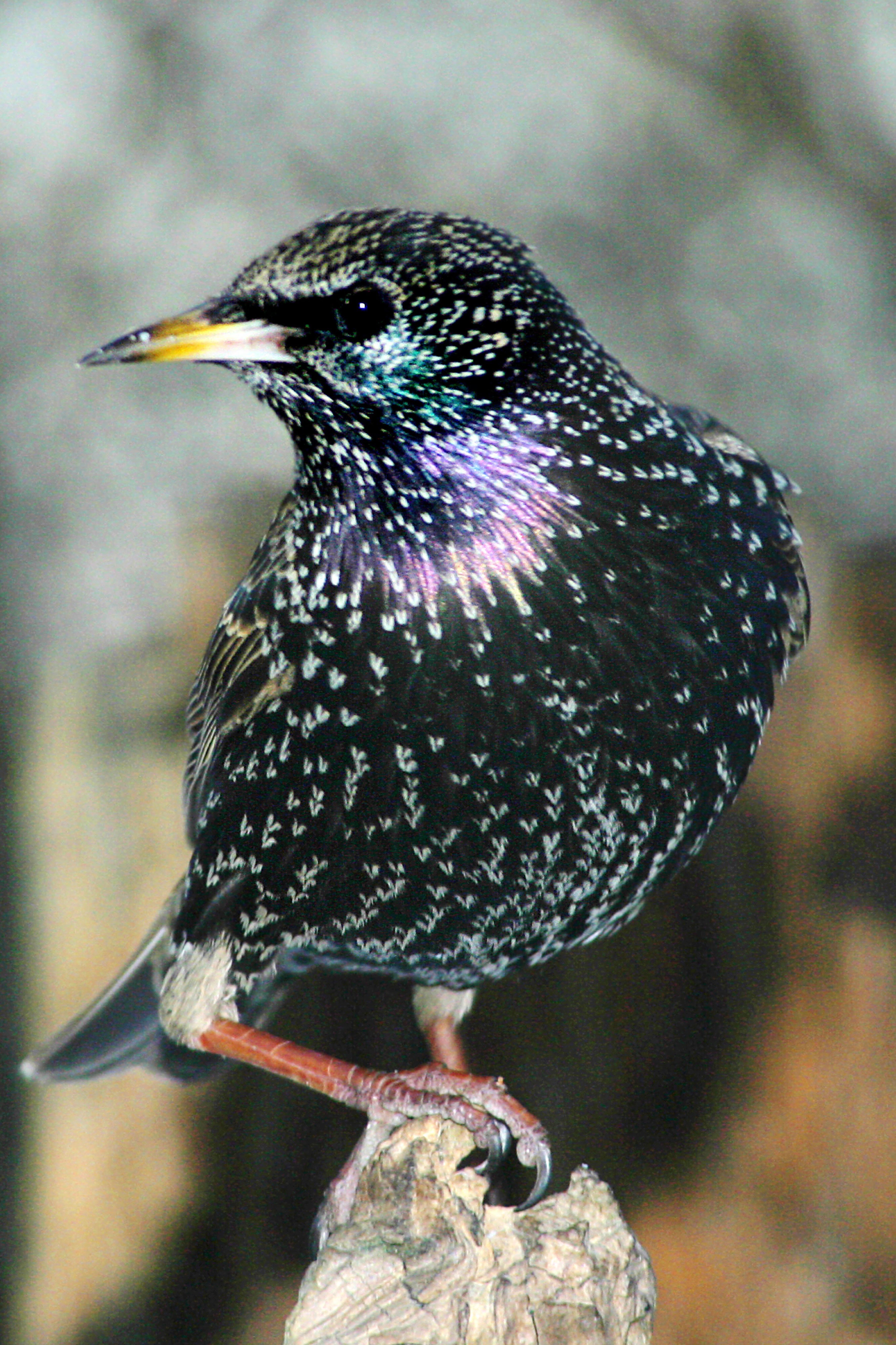 Black starling with white streaks and yellow beak
