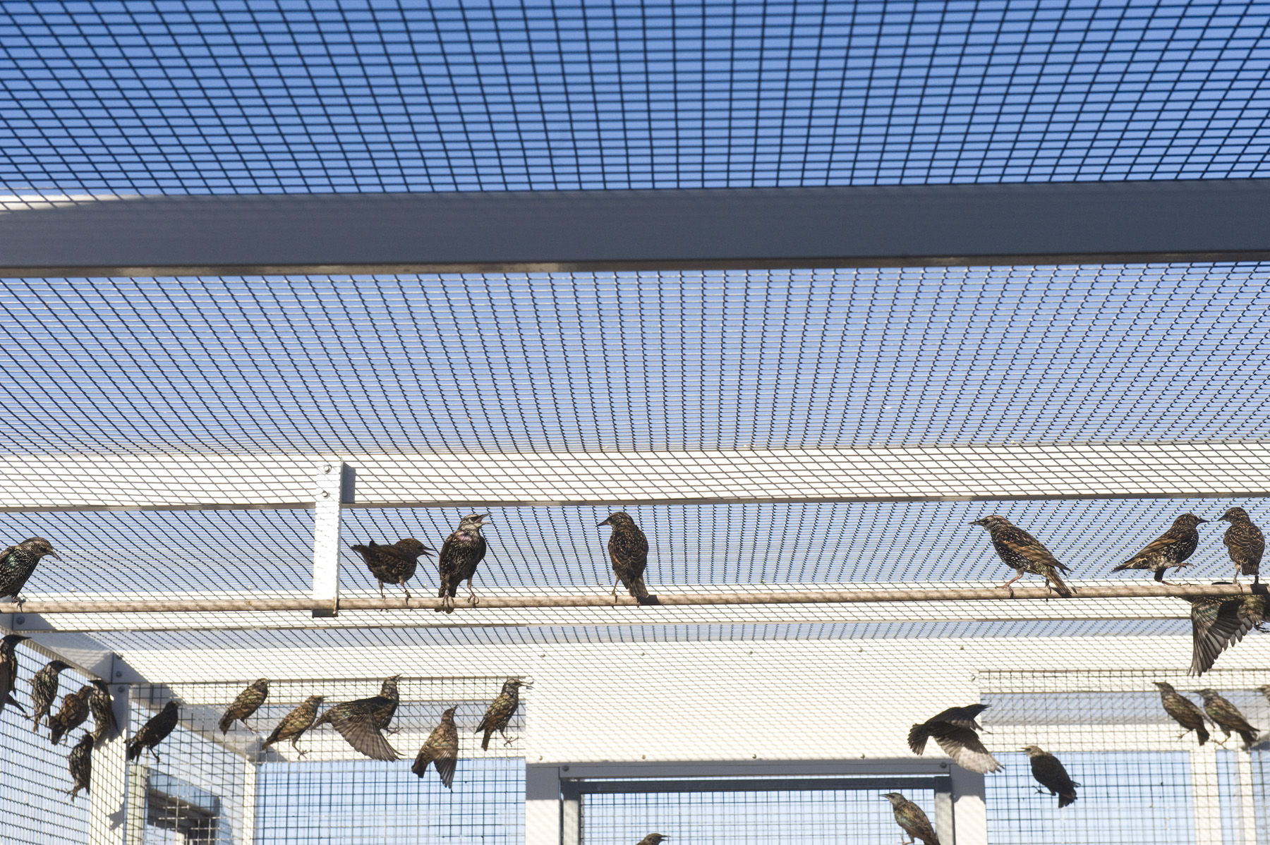 Starlings in a caged aviary