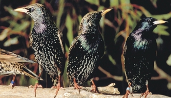 Three starlings on a branch