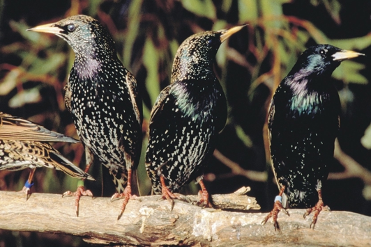Three starlings on a branch
