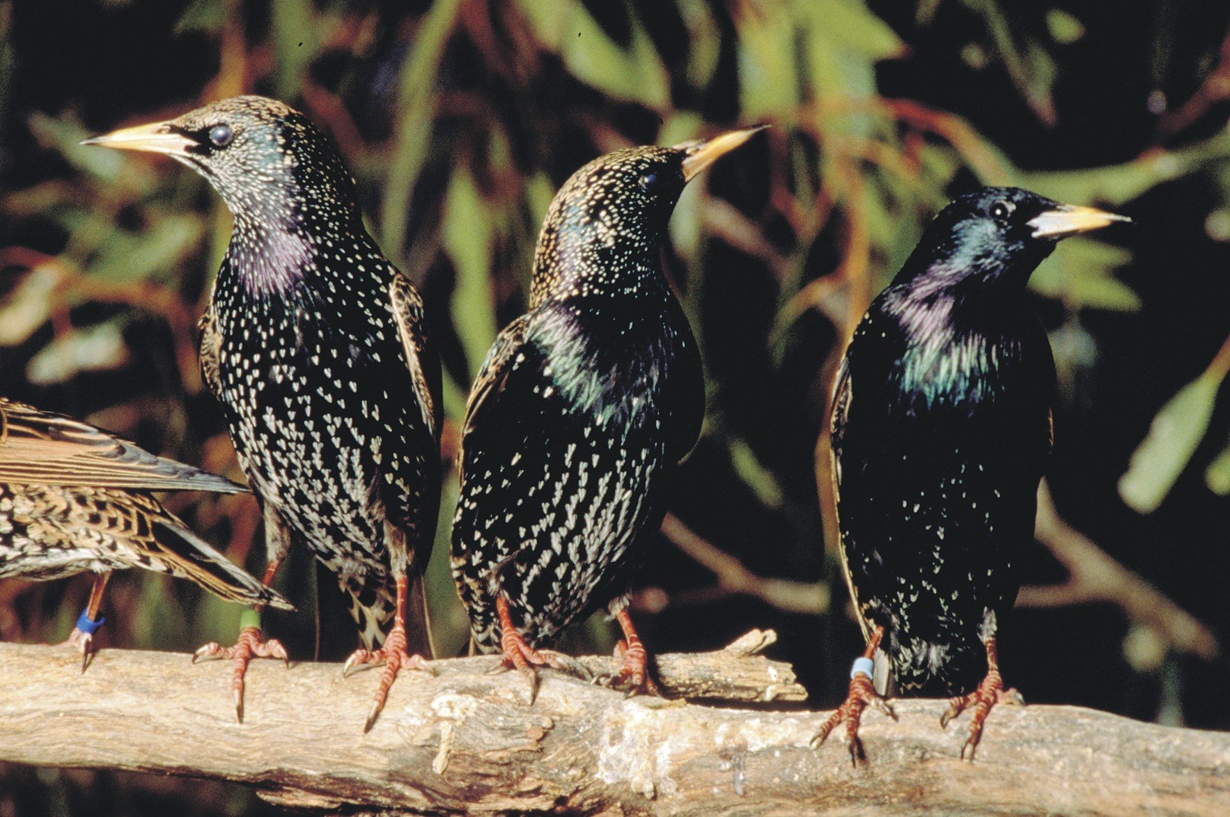 Three starlings on a branch