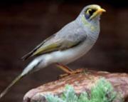 Grey bird with yellow throat and beak