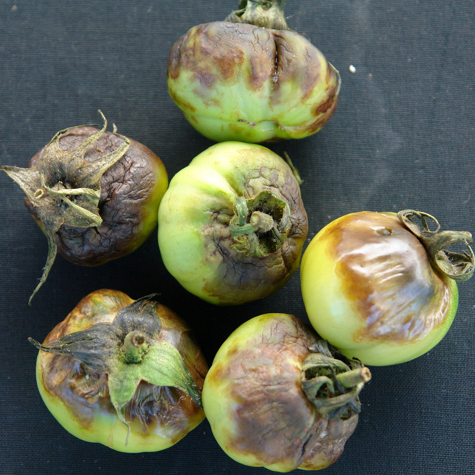 Late blight causes firm, dark brown lesions on tomato fruit