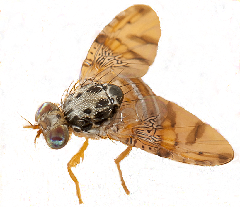 Adult Medfly