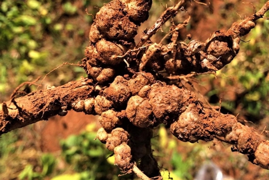 Deformed bean roots