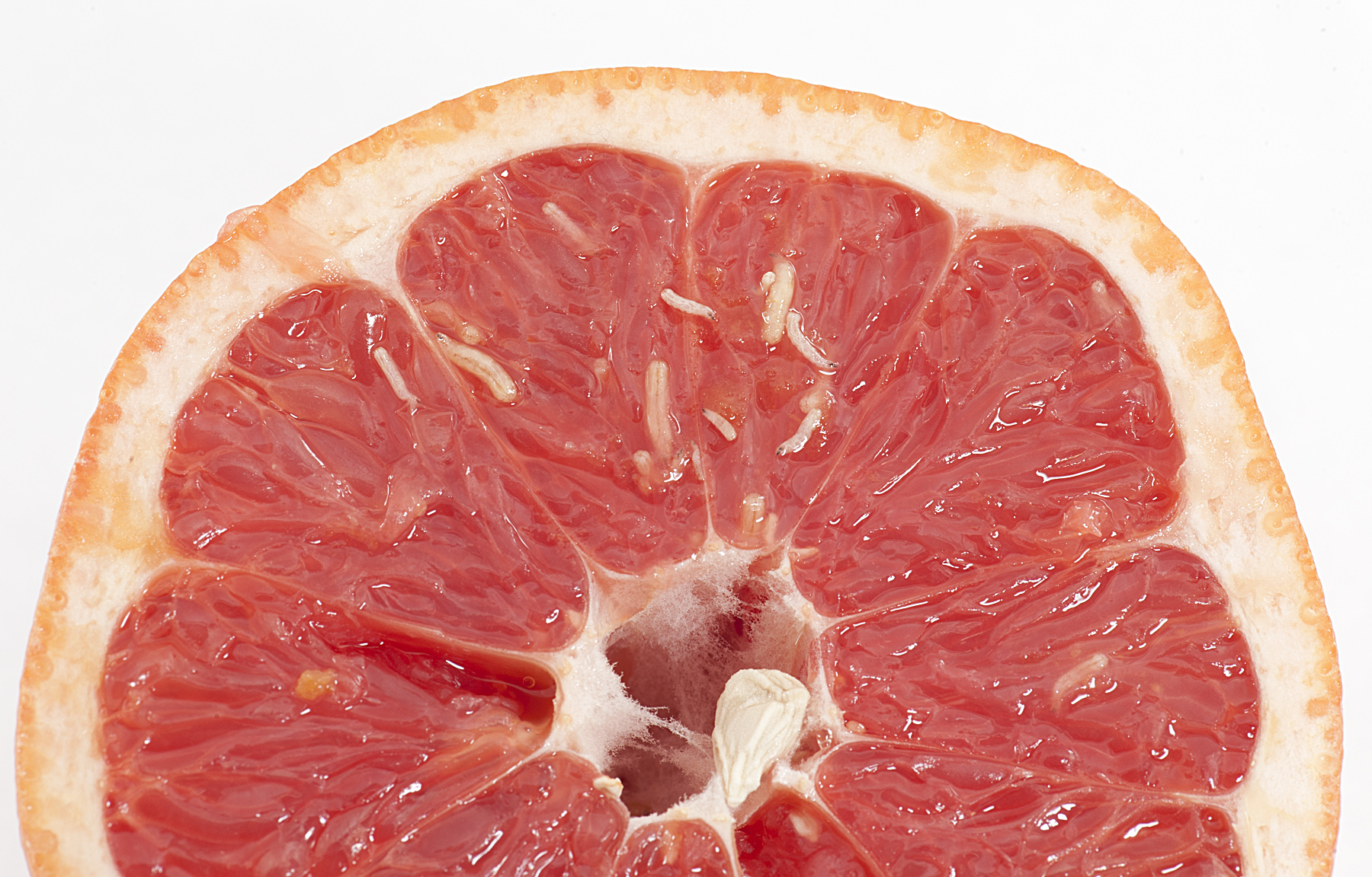 Medfly larvae in grapefruit