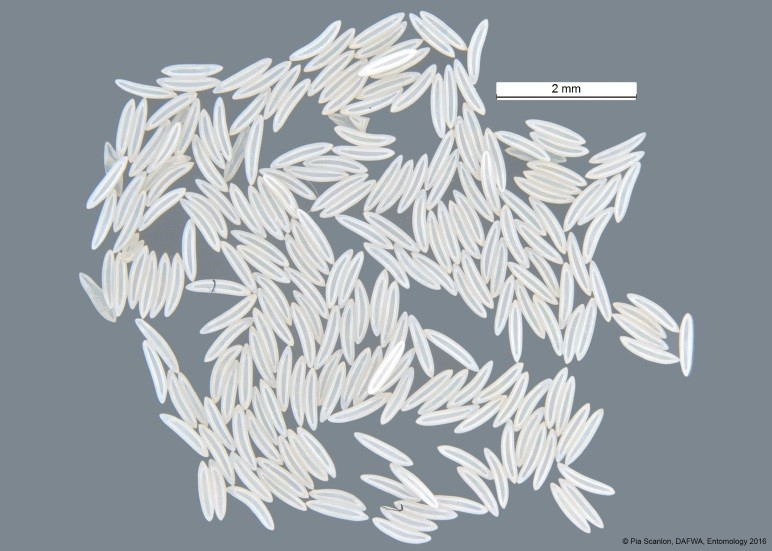 Medfly eggs
