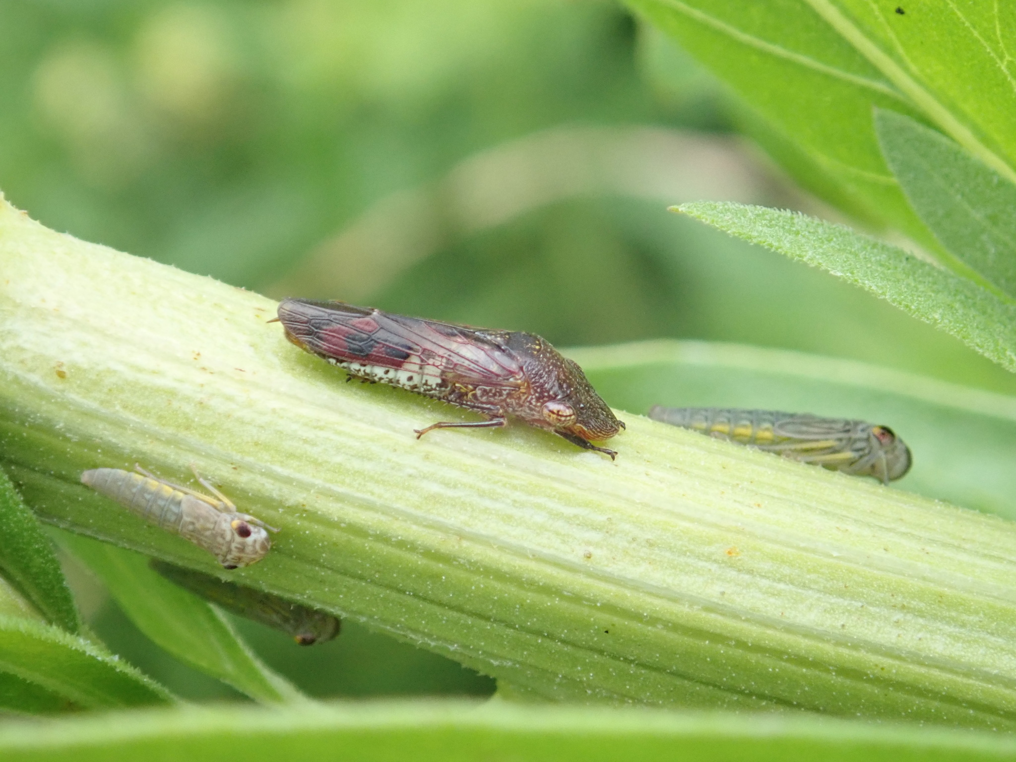 Glassy winged sharpshooter adult and nymphs