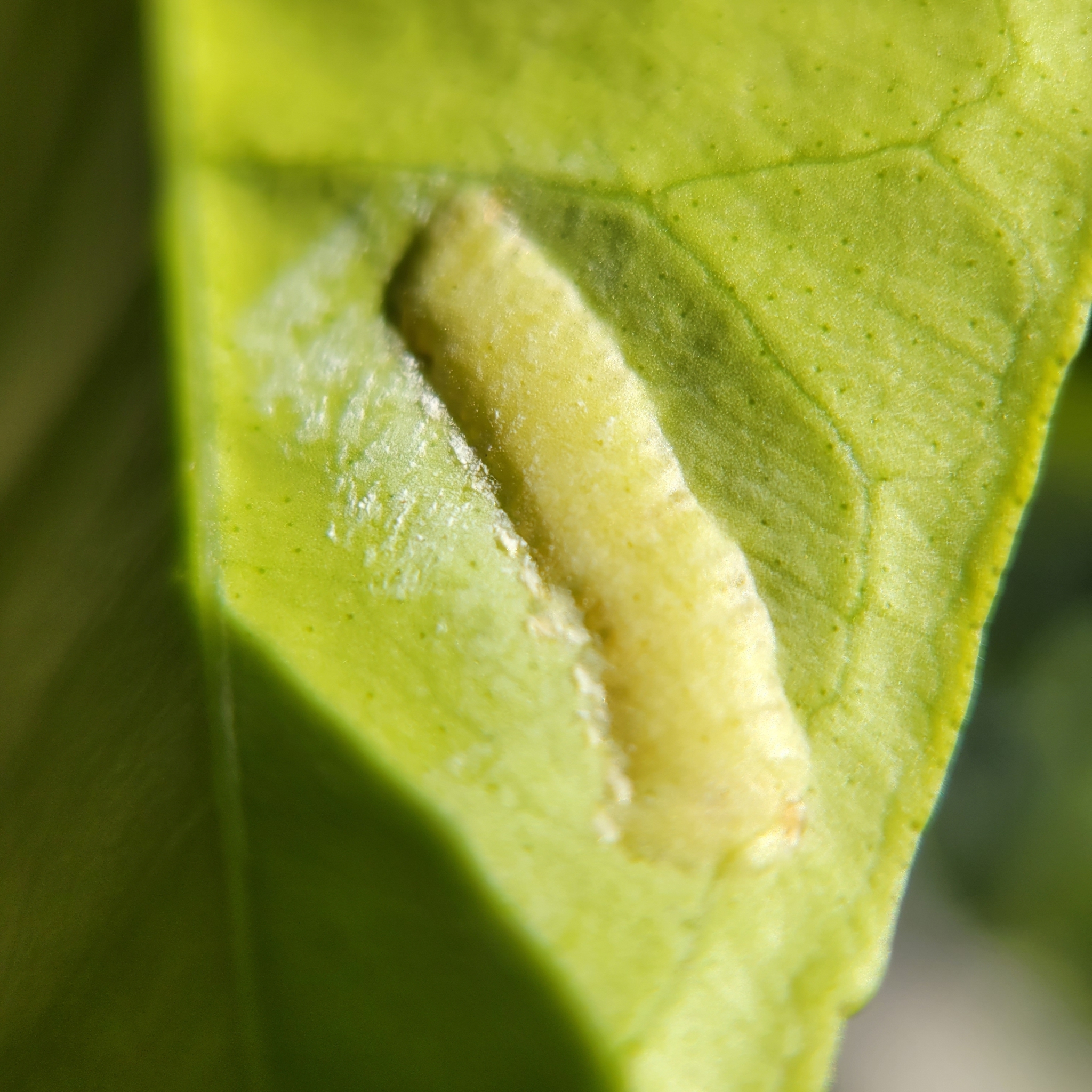 Glassy winged sharpshooter eggs